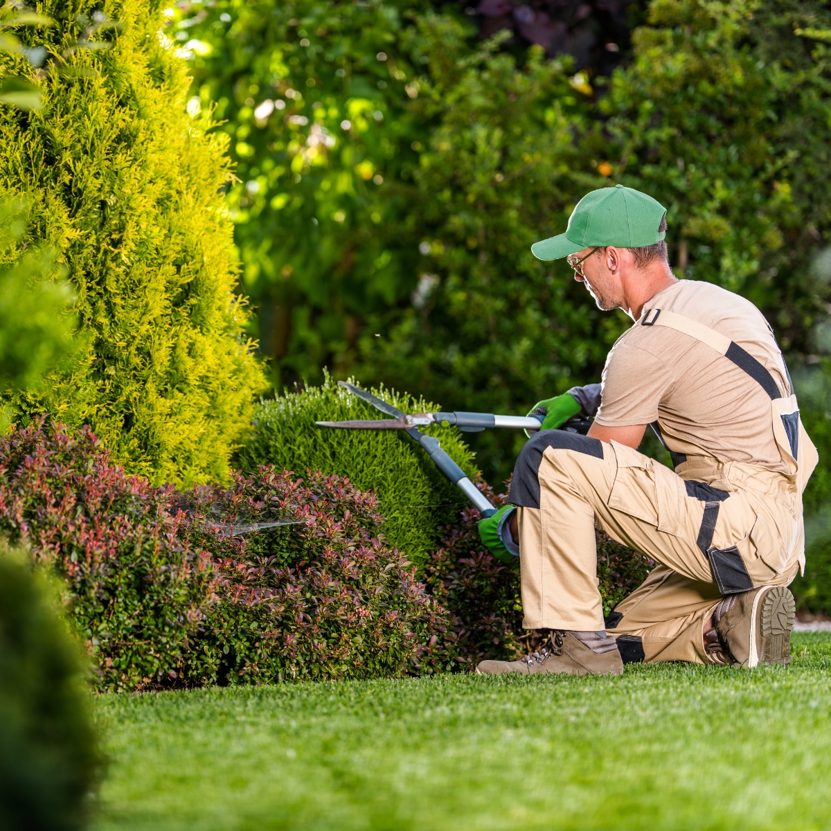 A landscaper trimming hedges in a garden